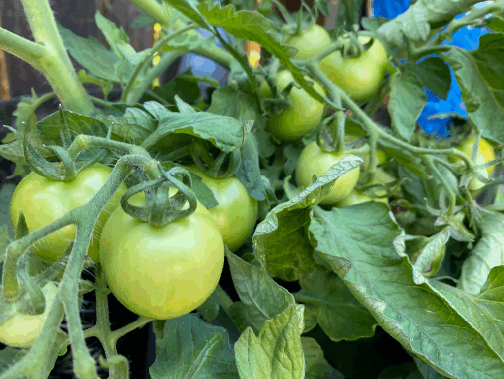 Jamproductielijn voor het verwerken van fruit en bessen Jamproductielijn voor het verwerken van fruit en bessen