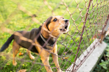 afrastering voor honden