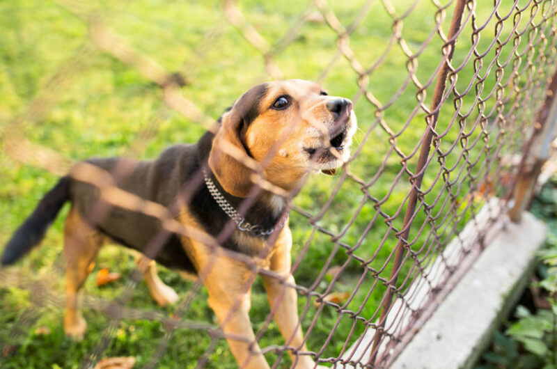 afrastering voor honden