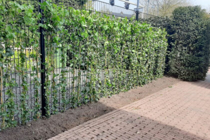 DSM hekwerk hedera