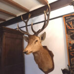 hertenkop taxidermie