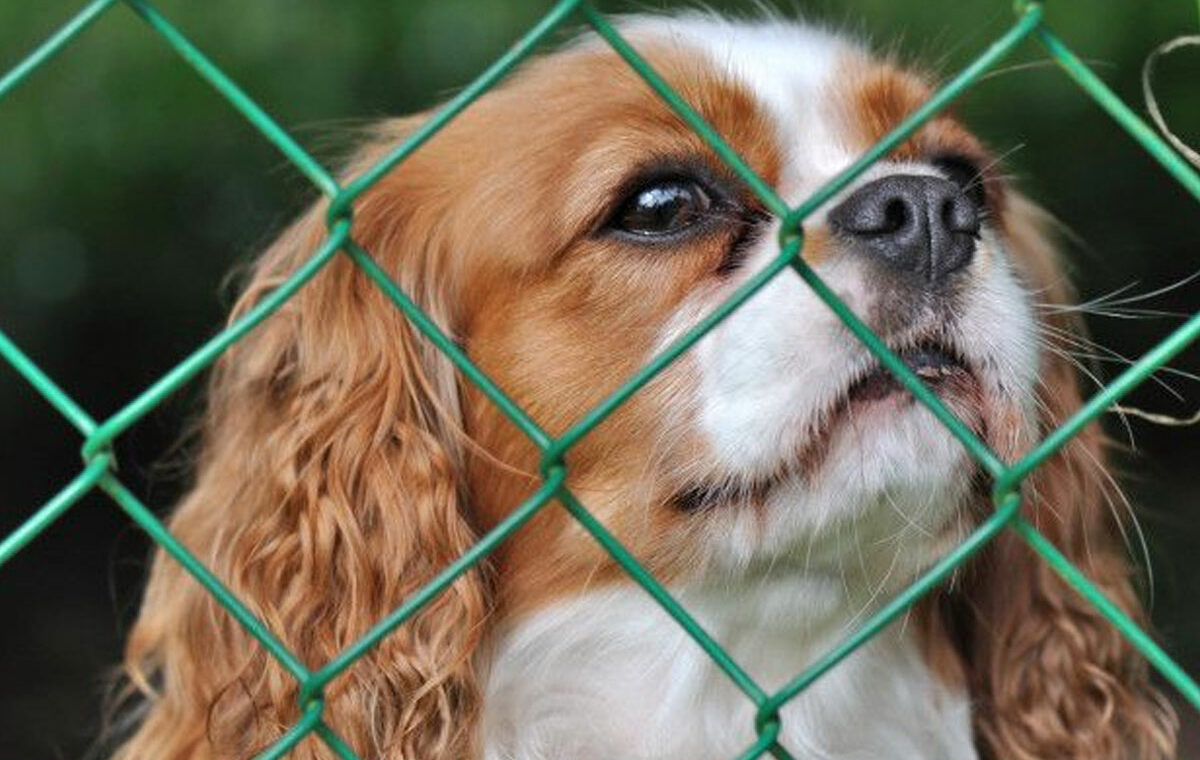 honden hekwerk buiten