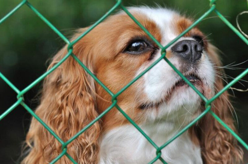 honden hekwerk buiten