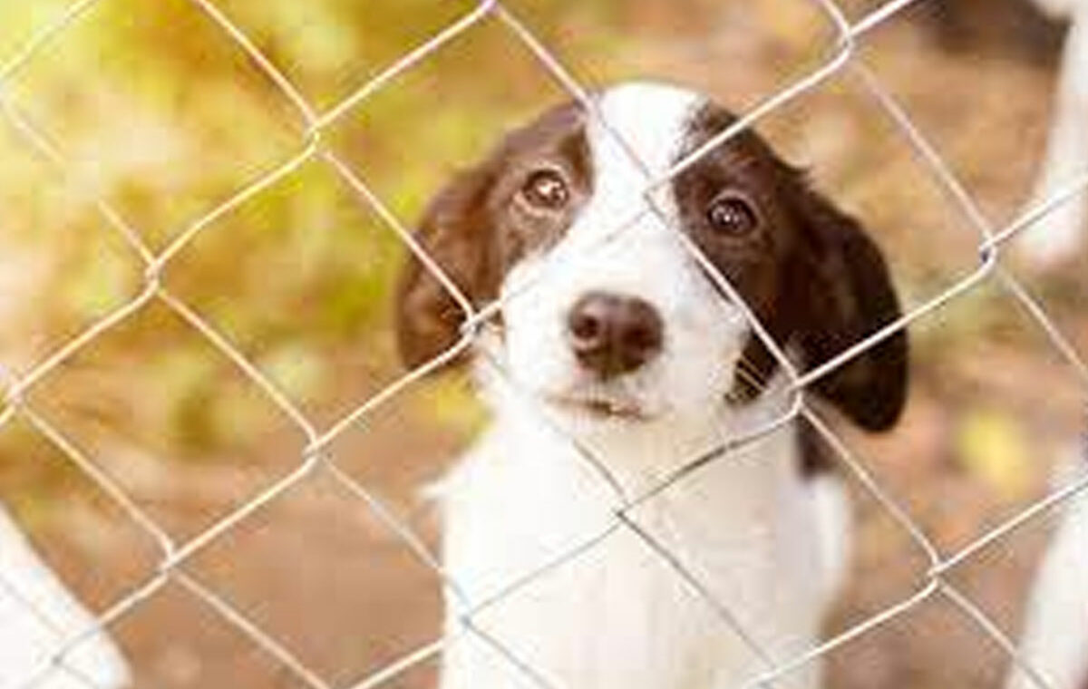 omheining voor honden