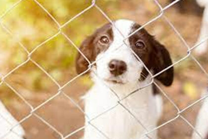 omheining voor honden