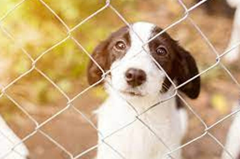 omheining voor honden