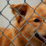 traliehek hond