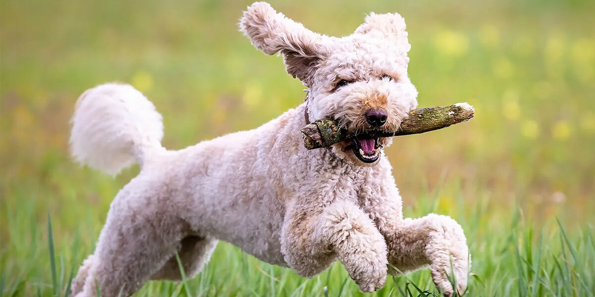 bang voor honden
