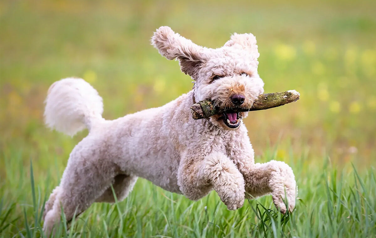 bang voor honden