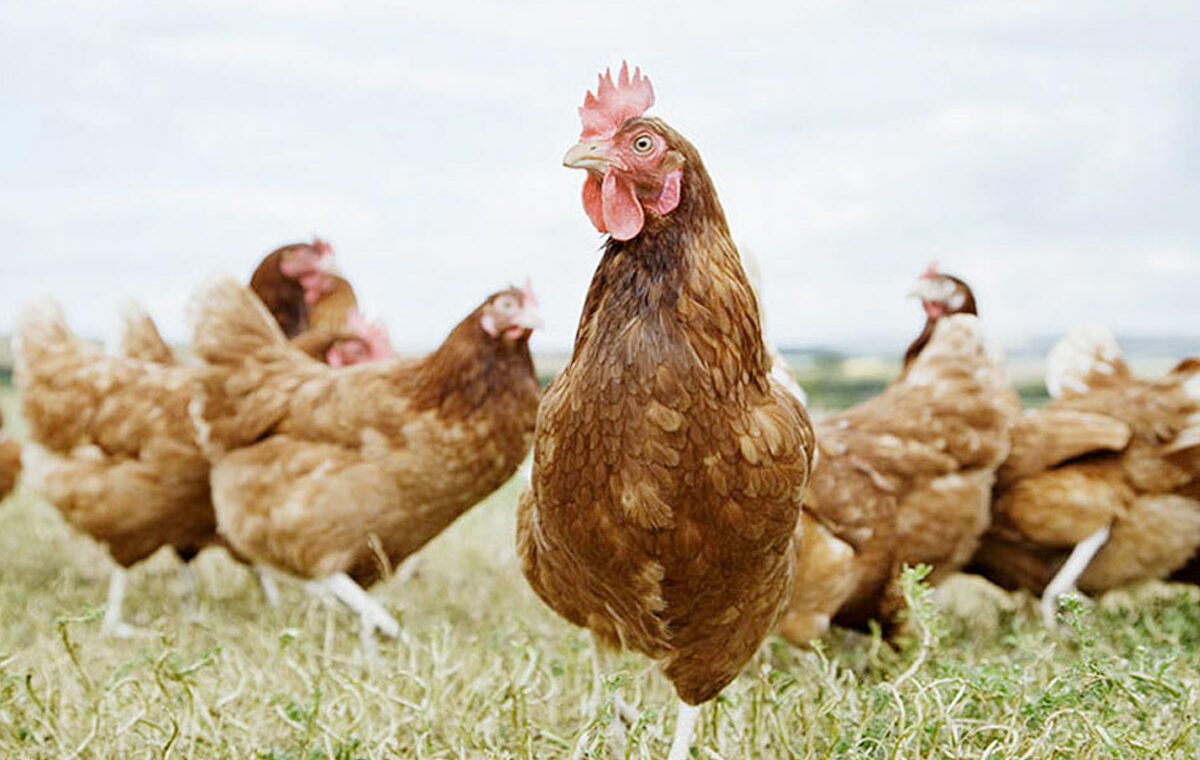 dierengaas