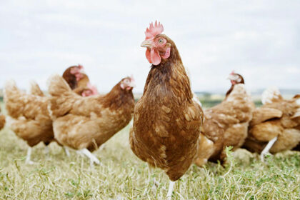 dierengaas