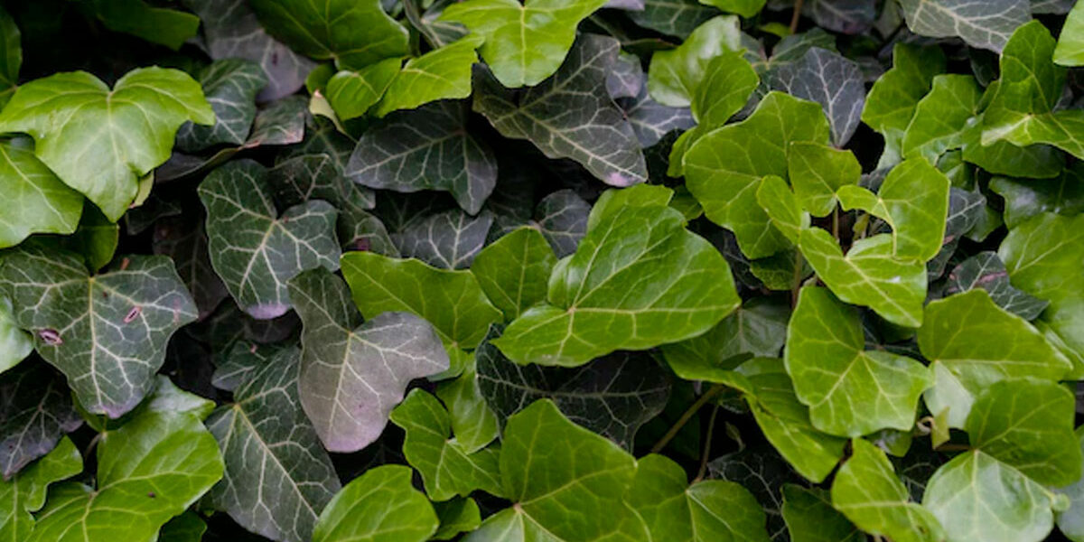 Hedera de Klimop