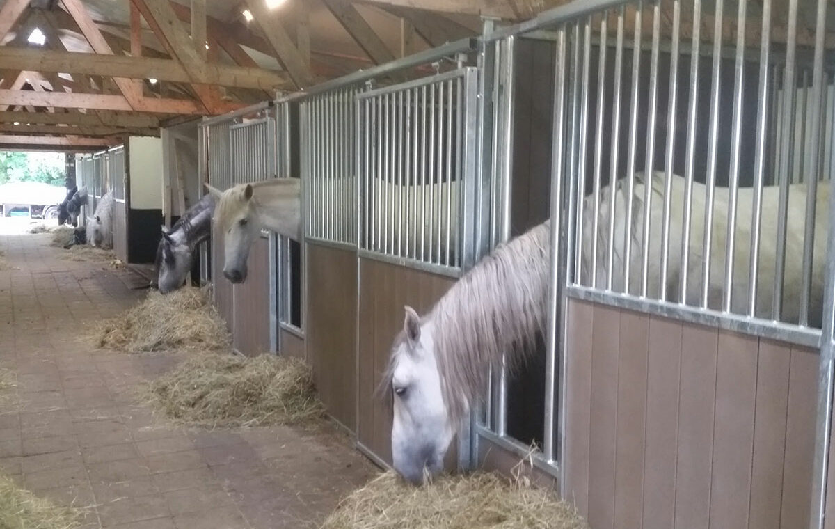 Kopen van een paardenbox