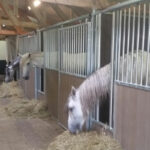 Kopen van een paardenbox