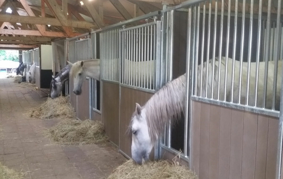 paardenbox deur