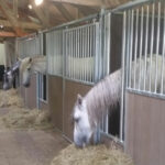 paardenbox deur