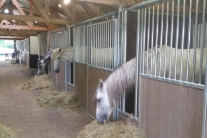 paardenbox deur