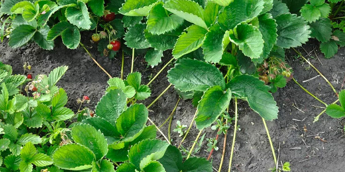 aardbei plantjes
