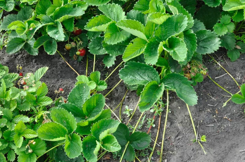 aardbei plantjes