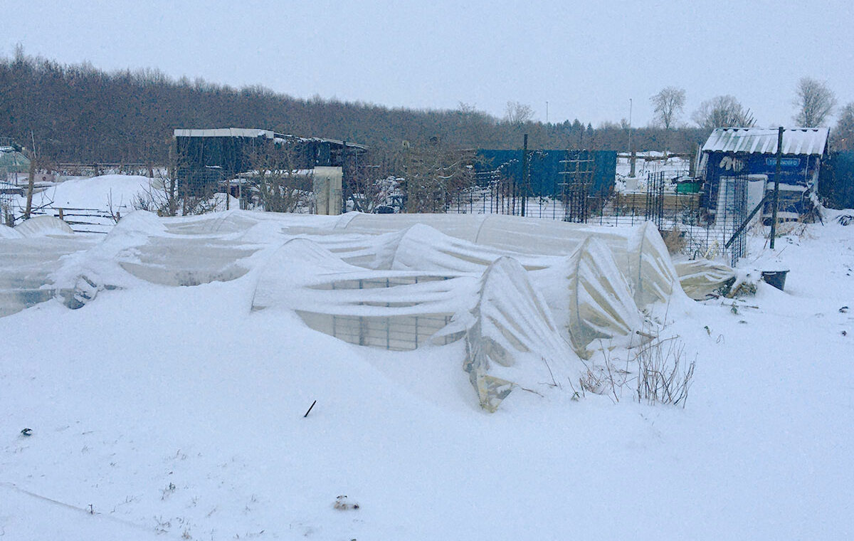 Groente kweken in de winter