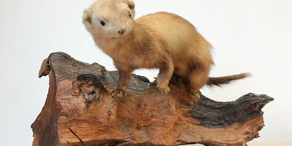 Taxidermie