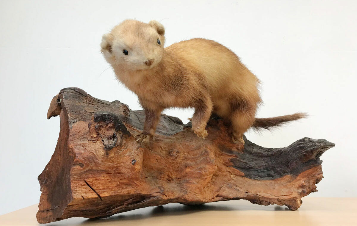 Taxidermie