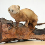 Taxidermie