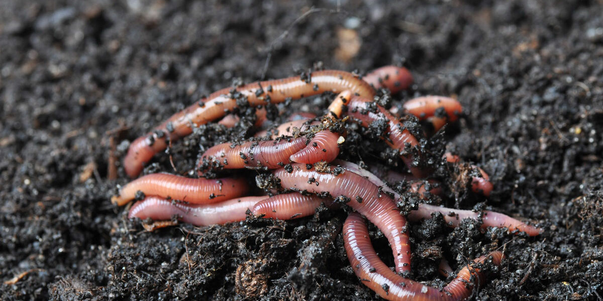 wat is wormencompost