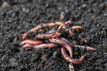 wat is wormencompost