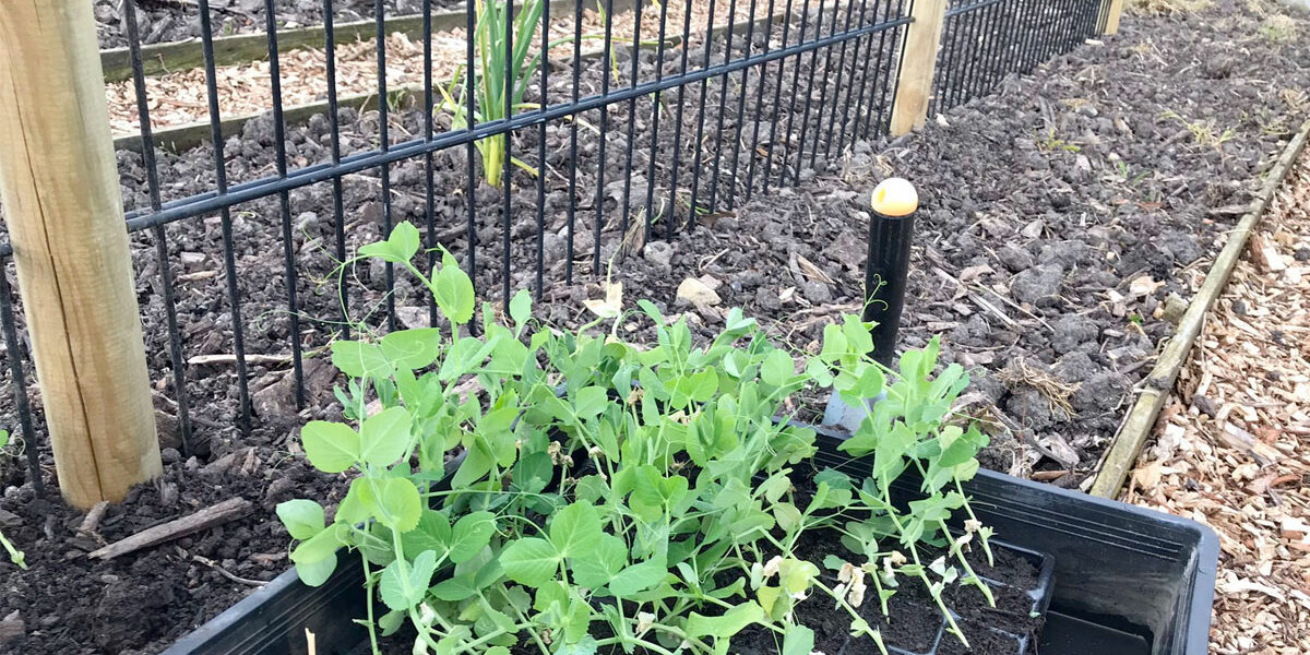 Groente kweken in moestuin
