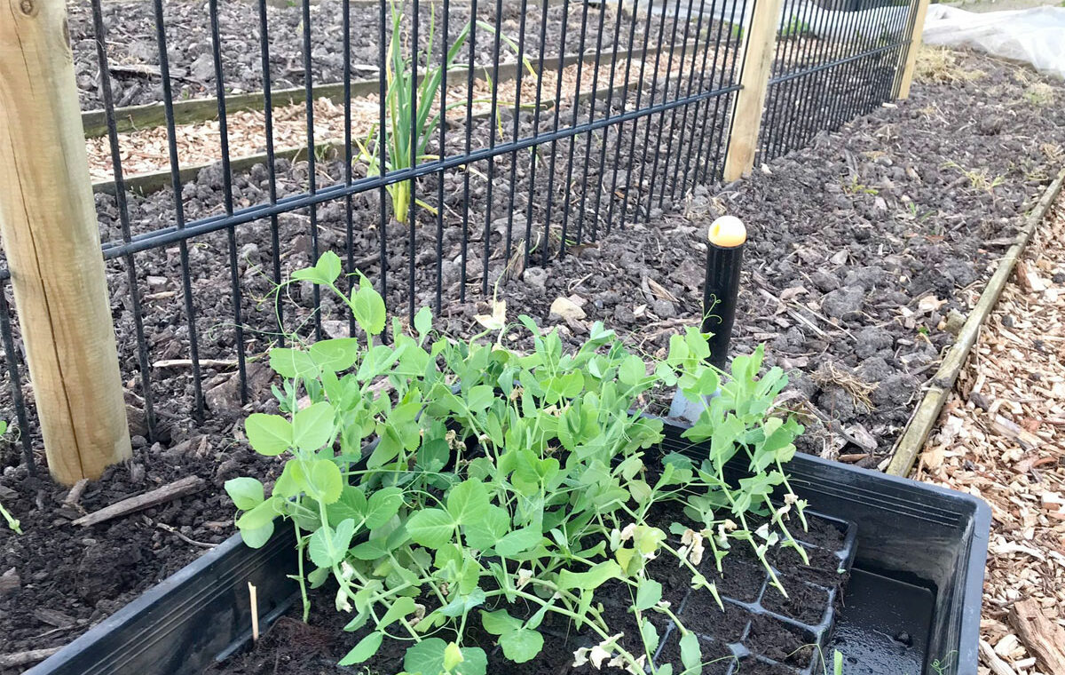 Groente kweken in moestuin