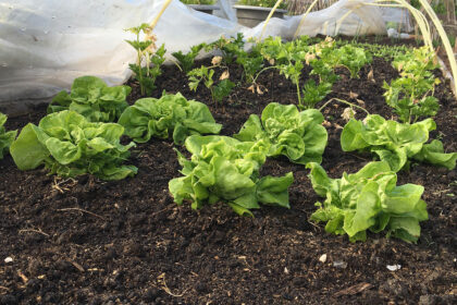 moestuin