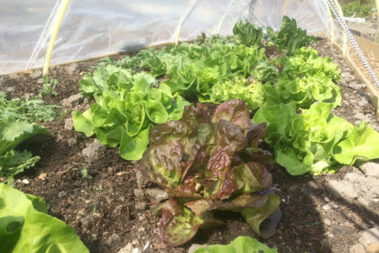 moestuinieren