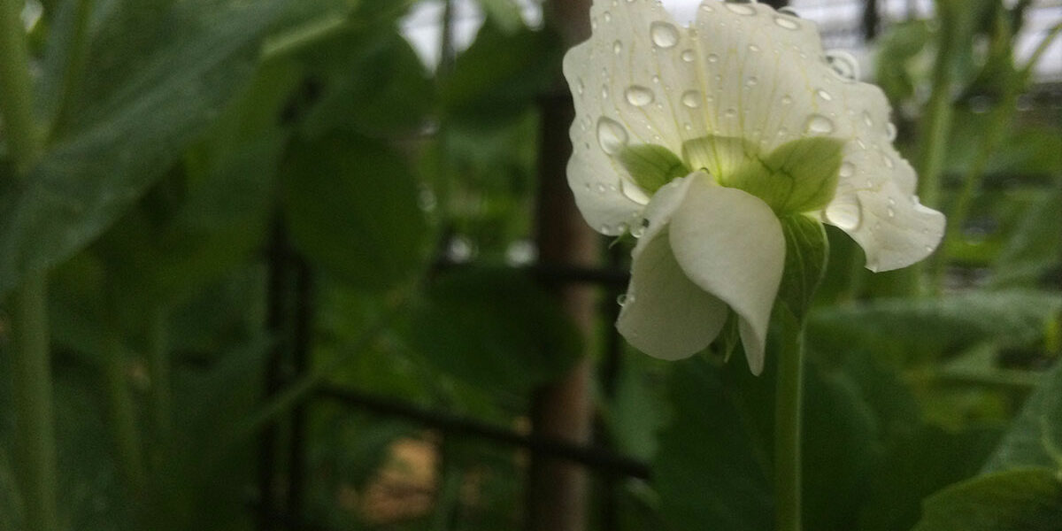 moestuinieren