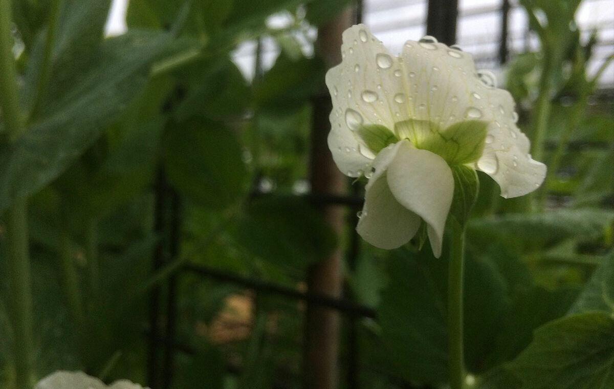 moestuinieren