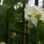 moestuinieren