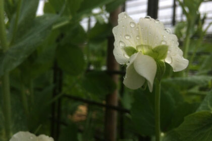 moestuinieren