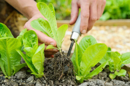 ontspannen in de moestuin