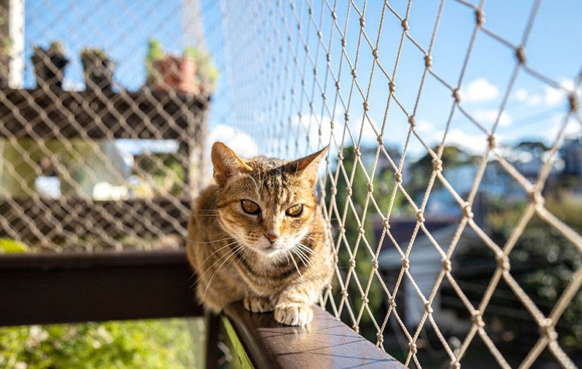 Katten op het balkon