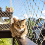 Katten op het balkon