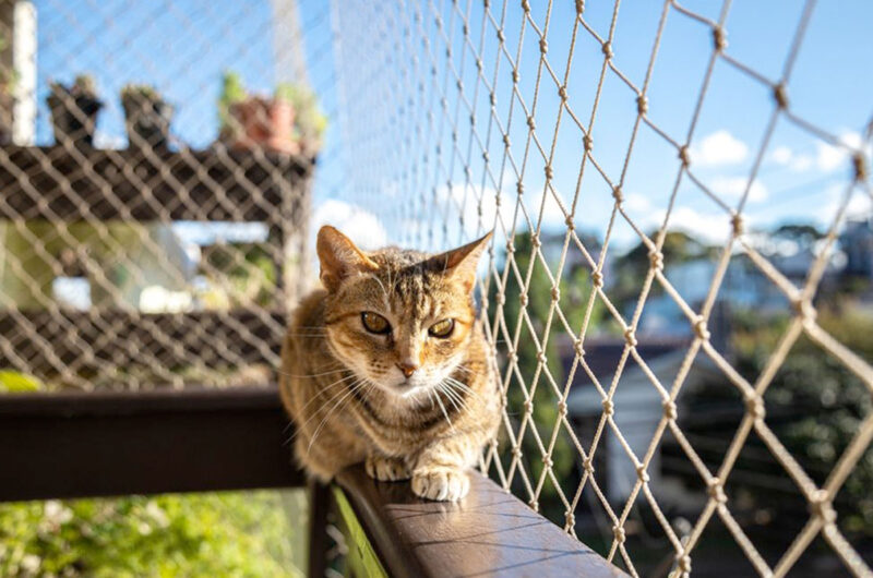 Katten op het balkon