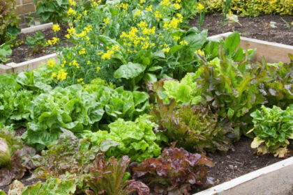 Eco moestuinieren