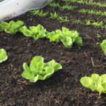 Eenvoudig moestuinieren