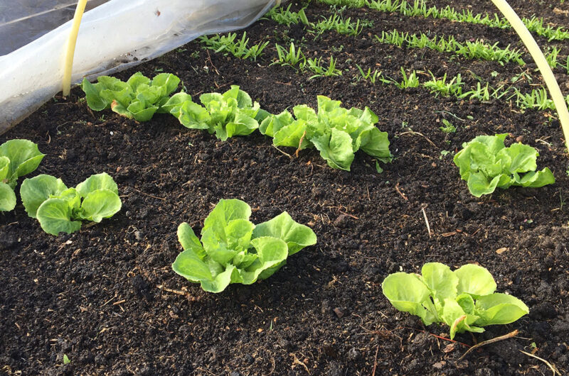 Eenvoudig moestuinieren