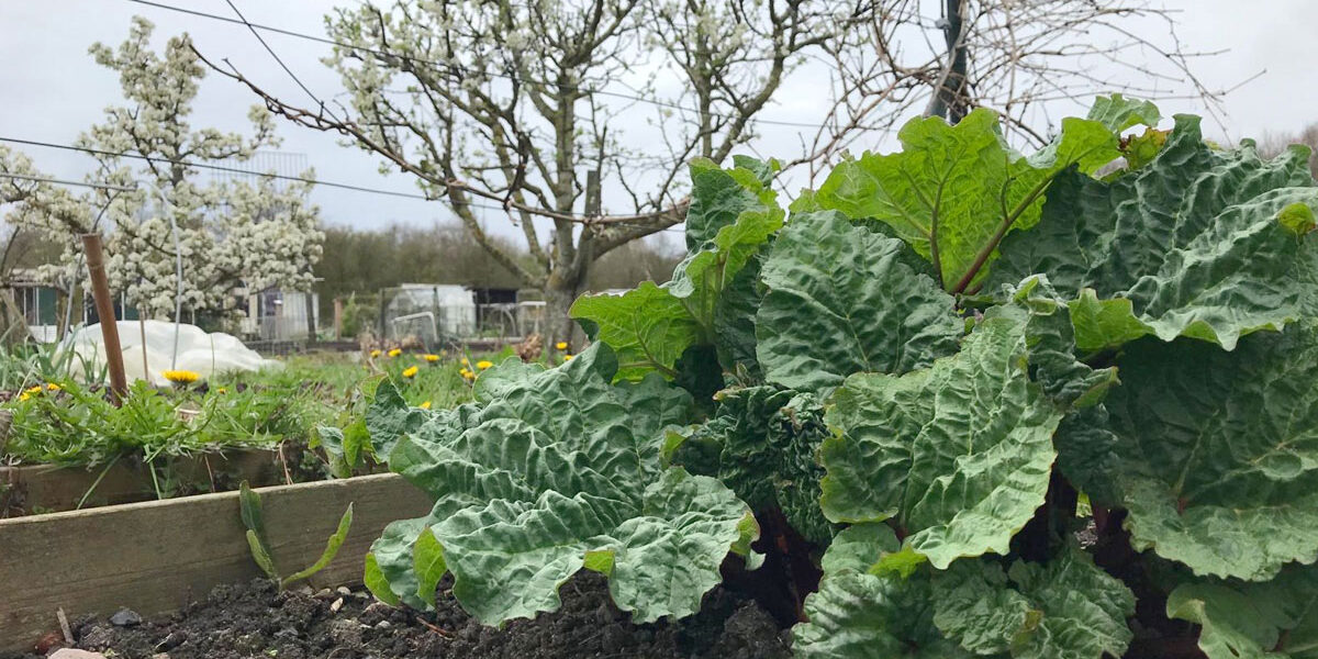 is moestuinieren gezond