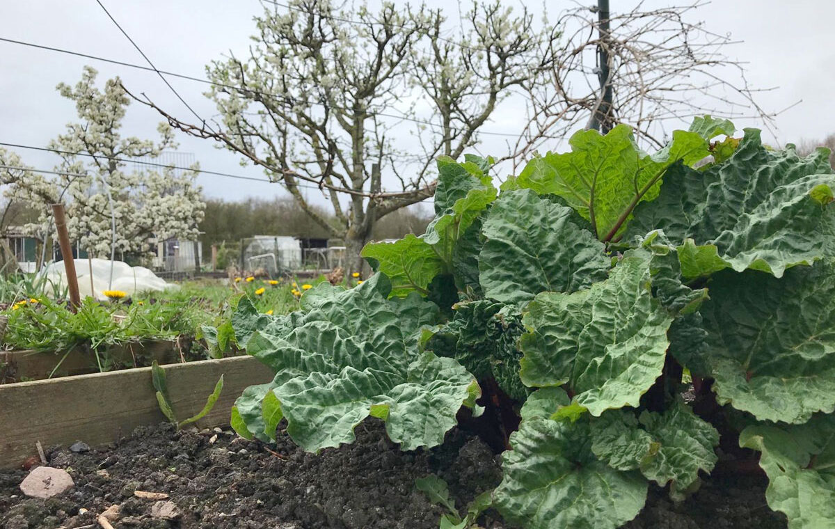 is moestuinieren gezond