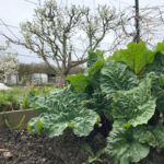 is moestuinieren gezond