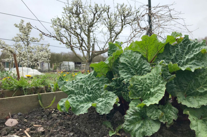is moestuinieren gezond