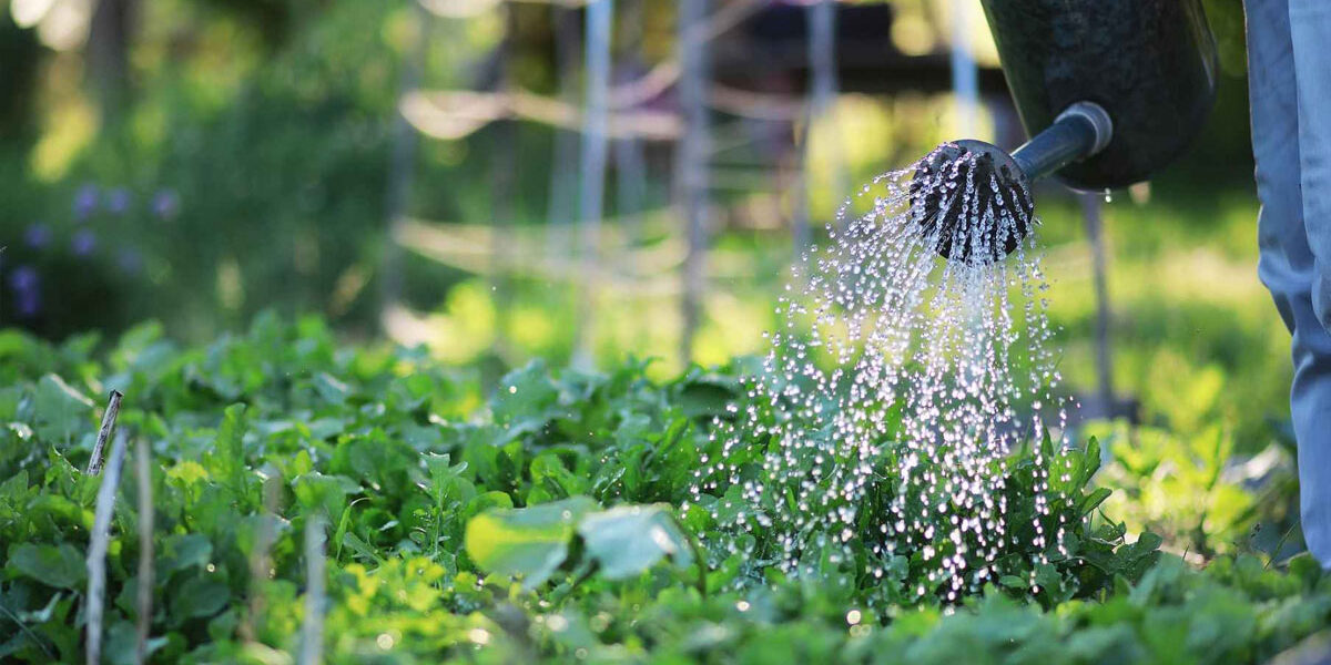 Moestuinieren in de kas