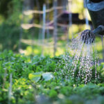 Moestuinieren in de kas